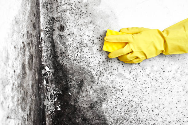 Best Insurance-Related Mold Remediation in Georgiana, AL