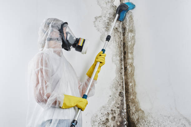 Georgiana, AL Mold Remediation Company