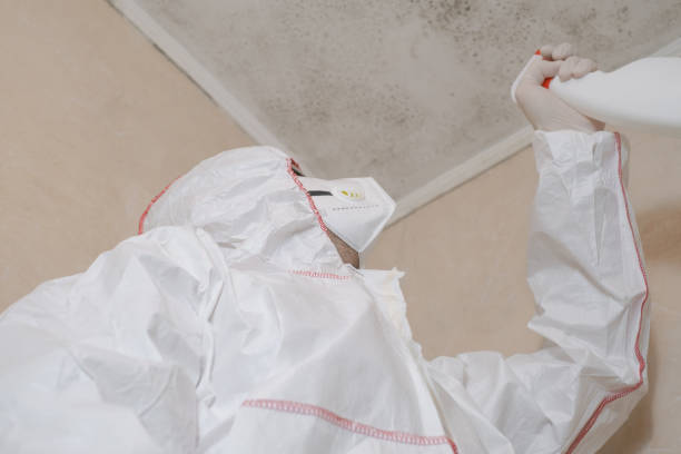 Best Localized Mold Remediation (e.g., coastal areas, humid climates) in Georgiana, AL