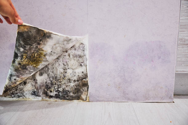 Best Basement Mold Remediation in Georgiana, AL